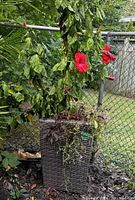 Photo of one faux wicker planter with tropical plant, showing tall leaves and red hibiscus-like flowers, the plant appears wilted.