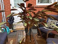 Full view of the tropical prayer plant showing its height and surrounding setting in patio furniture.
