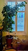 Full view of large ficus tree in red pot near window with plantation shutters, showing overall height and foliage density.