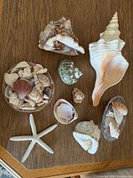 Wide view of collection of 15 seashells including large conch shells, a starfish, assorted scallop, spiral, and ribbed shells on wooden surface.