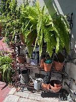 Overall view of iron plant stand with fern and various pots and watering cans arranged on the shelves.