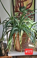 Full aloe vera plant in brown decorative planter with diamond pattern, indoors with sunlight