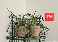 Two large aloe vera plants in round clay pots on a black wrought iron shelf.