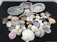 Photo showing the full collection of assorted used sea shells and a starfish.