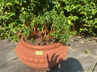 Planter with a decorative rounded bead design containing a green plant with red stems, photographed outdoors on pavement.