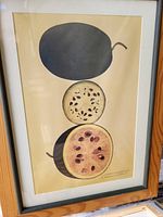 Framed botanical print showing a dark gourd and two cross-sections of a squash with seeds.