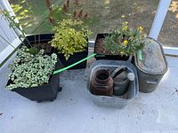 Outdoor balcony photo showing four square black plastic planters with various plants including variegated leafy, yellow flowering and other foliage plants. Also includes rustic metal canister, galvanized watering can, and covered metal bin.