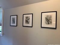 Three framed black and white botanical prints hanging on wall showing a variety of leaf designs.