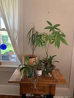Full view of plants arranged on wooden table by window, showing orchids, money tree, and floor plant in various vases