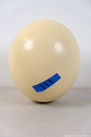 Front view of the ostrich egg showing its smooth, cream-colored textured surface with a small blue sticker labeled '111'.