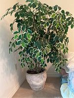 Artificial ficus tree with dense variegated leaves against wall, decorative plaster pot visible.