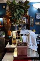 View of Croton plant in square pot showing colorful veined leaves and tall stalk in a living room setting.