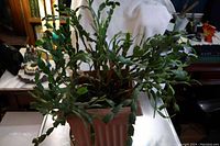 View of large Christmas cactus with green segmented leaves in a square pink pot, showing overall shape and size.