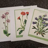 Photo of several botanical prints spread out showing various flower illustrations including alpine and wildflowers.