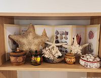Wide shot of seashell and wooden trinket box arrangement with seashell illustrations as backdrop on shelf.