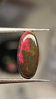 Close-up photo of natural oval black opal cabochon held by tweezers showing bright red and green rolling flash colors on dark body tone.