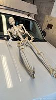 Life-size plastic skeleton laid out on vehicle hood in a pose.
