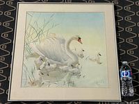 Full view of framed watercolour painting showing the swan family in a natural setting on water, painted by Glen Loates. A water bottle is placed beside the frame to indicate scale.