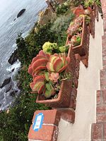 Two rectangular terra cotta planters with paddle and rosette succulents on brick ledge overlooking water