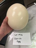 Photo of a vintage ostrich egg held in hand showing its textured cream-white surface with a small hole at the top.