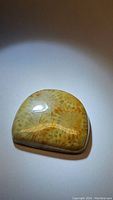 Polished fossil coral cabochon showing intricate coral patterns and smooth glossy finish under spotlight.
