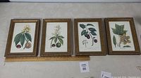 Four framed botanical art prints showing detailed plant illustrations with gold-tone frames and measurements visible