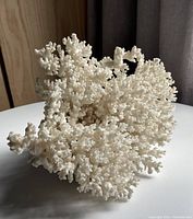 Front and top view of the large white coral showing detailed branching structure and surface texture.
