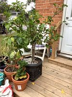 Three clay planters with live plants and one large resin planter with a tall tree beside a brick wall and porch door.