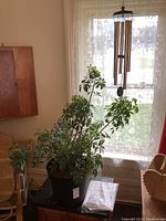 Live indoor plant in black resin planter sitting on a table near a window with lace curtains, showing plant size and foliage detail.