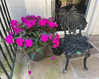 View of black wrought iron chair showing chipped paint and decorative pattern, alongside a flowering plant with pink flowers in a black plastic pot