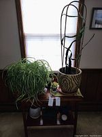 Photo of five live indoor plants placed on a wooden table in front of a window: a large spider plant, a tall multi-branch cactus in a ceramic pot, a Venus flytrap, and two smaller plants in small pots.