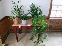 Five live houseplants displayed on a small reddish-brown table with tiled top, including bamboo, cactus, Golden Pothos vine trailing down, palm-like and broad-leafed plants.