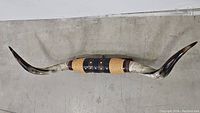 Full view of the steer horn wall hanging showing the natural horn with a dark patina towards the tips and the wrapped central section.
