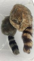 Photo of two Daniel Boone style costume caps stacked together, showing brown/black and gray/black fur with attached striped faux tails.