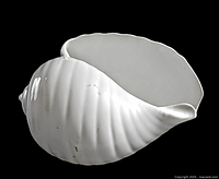 Side view showing the shell shape and subtle ribbed texture on glossy white surface