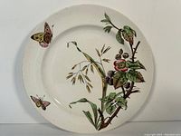 Full view of the old English decorative plate showing botanical and butterfly illustrations on a white background.