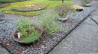 Four garden planters and pots arranged outdoors on stone and gravel bed with plants appearing healthy in soil.