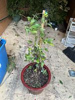 Photo showing the Calamines plant approximately 3 feet tall in the large red ceramic pot. Plant is supported by a wooden stake.
