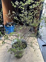 Front view of a Japanese Maple tree with numerous thin branches and small light green leaves in a green resin pot.