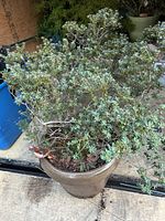 Side view of mature bonsai tree with dense small green leaves in brown ceramic pot