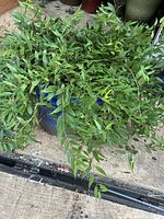 Full view of mature Ruscus plant with abundant greenery overflowing from blue ceramic pot on wooden surface.