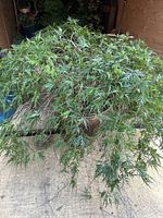 Full view of mature plant with feathery green leaves in a brown ceramic pot.