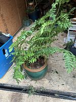 Full view of unknown leafy green plant in green ceramic pot showing plant size and leaf structure.