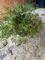 Photo showing a lush mature plant with many thin green stems and small leaves spreading outwards in a ceramic pot.