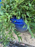 Close-up of mature green leafy plant in blue ceramic pot showing plant foliage and pot details