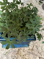 Top-down view of a green leafy plant growing from a blue ceramic pot with a pedestal base.