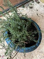 Top view of the plant showing sparse green needle-like foliage and dark soil in blue glazed ceramic pot.