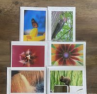 Image shows six photography greeting cards in clear plastic sleeves featuring various nature scenes including animals, flowers, and landscapes.