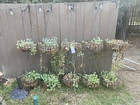 10 hanging black metal wire planters with trailing succulent plants hanging on a brown wooden fence outdoors, some plants showing dry or brown leaves