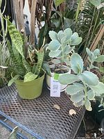 Three small potted plants including two Sansevieria and one succulent shown on a metal surface. Plants vary in leaf texture and color, ranging from green variegated Sansevieria to bluish succulent.